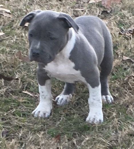 The american pit bull terrier is loyal, tough on itself, and tenacious. American Pit Bull Terrier Puppies For Sale | Seattle, WA #263670