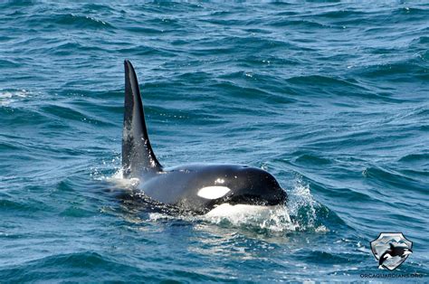 Orcas, or killer whales, are the largest of the dolphins and one of the world's most powerful smart and social, orcas make a wide variety of communicative sounds, and each pod has distinctive noises. Orcas beobachten Island | Orcas Island beste Zeit und Ort ...