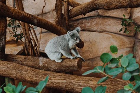 Where Can You See Koalas Animals Around The Globe