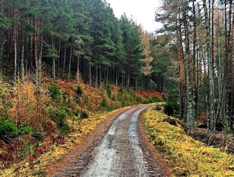 Forest Trails In Faskally Woods Pitlochry Forest Trail Forest Road