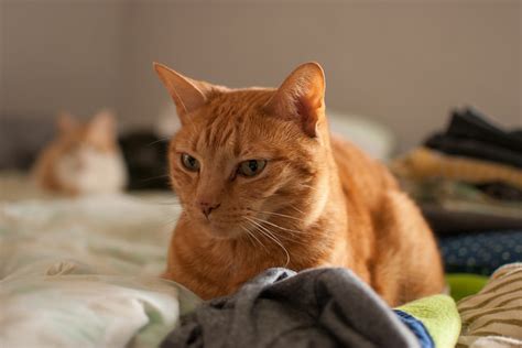 Cats will play, roll around, and rub up against things. 7 Ways To Curb Cat Shedding In Your Home