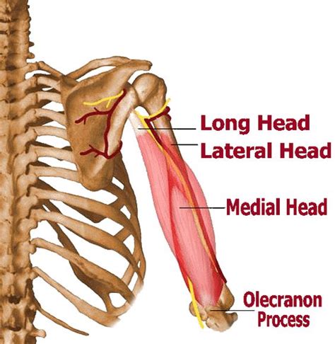 Triceps The Overlooked Component Of Shoulder Strength Pure