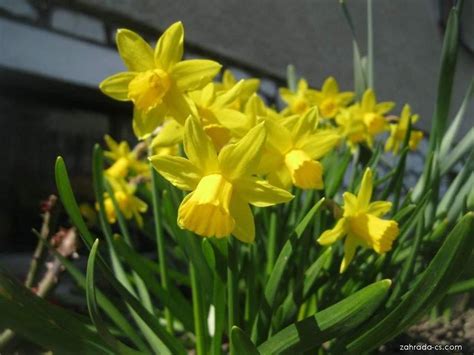 Narcis Narcissus Tete A Tete Květy Květenství Zahrada