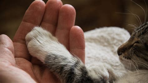 Cat Facts 6 Things You Might Not Know About Your Cats Amazing Paws