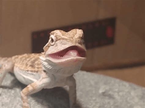 Bearded dragon sitting with mouth open. Why Does My Bearded Dragon Keep His Mouth Open: Find Out!