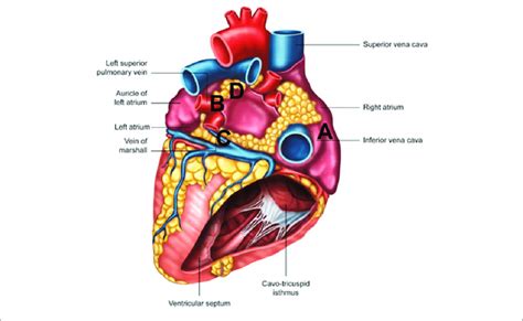 Photorealistic Image Of The Posterior View Of The Human Heart Four