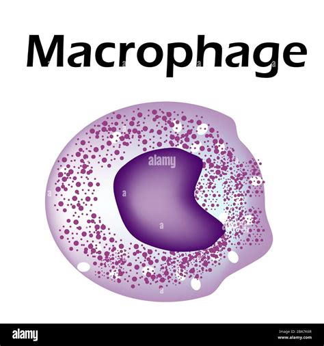 The Structure Of The Monocyte Monocytes Blood Cell Macrophage White