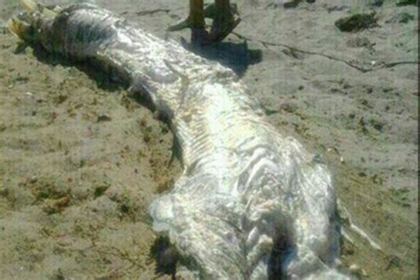 That Horned Sea Monster Its Definitely A Shark Skeleton Nbc News