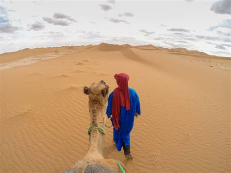 The colour of their bodies helps them to blend into their environment. Sahara Desert, Sun Surf Soul - Sun Surf Soul - Travel Blog