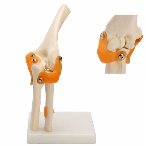 Human Elbow Joint Model Anatomical Anatomy Elbow Joint Medical Model