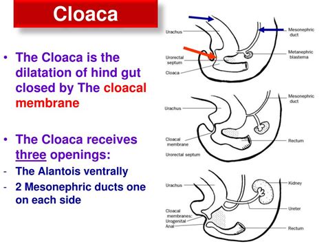 Division Of The Cloaca And Differentiation Of The Female