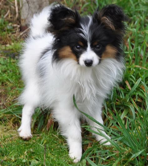 Border collie and papillon dogs in blue. Road's End Papillons : 4.5 old Papillon Puppy