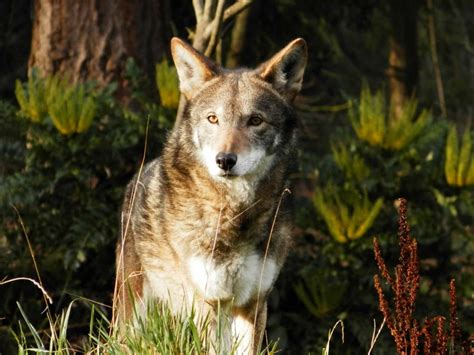 Red Wolf Animal Facts Canis Lupus Rufus Az Animals