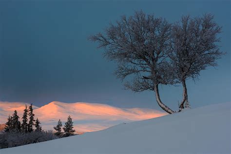 Tree On Snow Covered Hill At Sunrise Photograph By Mikael Svensson