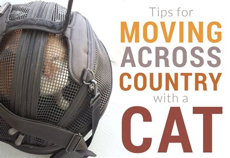 In 2017, my cat tang and i moved across the country from our home in minnesota to washington state, where my boyfriend had recently landed a job. This fall, I had the pleasure of moving across country ...