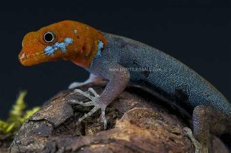 Red Headed Dwarf Gecko Gonatodes Albogularis Fuscus Cute Reptiles