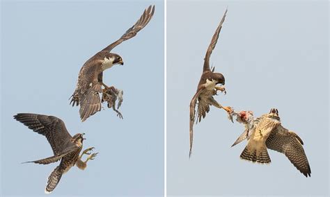 Adult Peregrine Falcon Passes Prey To Its Young In Mid Air As It Teaches Juvenile How To Hunt
