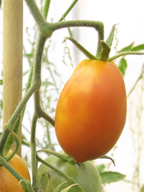 Russische Heirloom Tomate Orange Banana Solanum Lycopersicum Bio Ebay