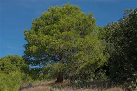 Ficha Del Pinus Halepensis Conoce Todo Sobre El Pino Carrasco Todo