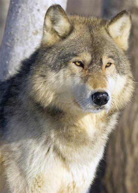Timber Wolf Photograph By John Pitcher