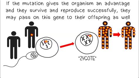 Mutations And Evolution Youtube