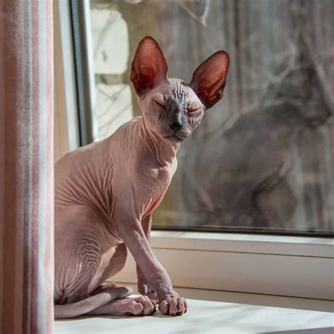 8 Cat Breeds Who Totally Act More Like Dogs 2022