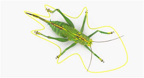 3d rigged grasshopper model