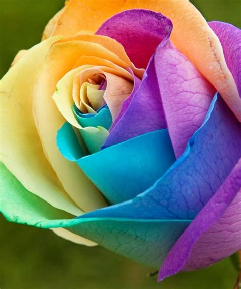 Rainbow Colored Flowers Photo