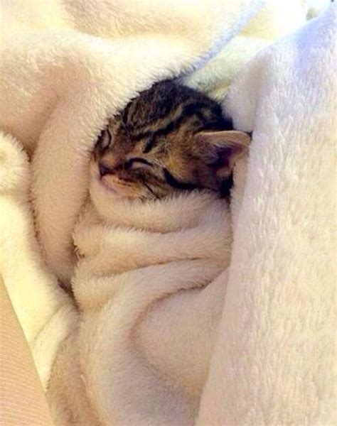 Cats Sleeping Under Blankets Photos All Recommendation