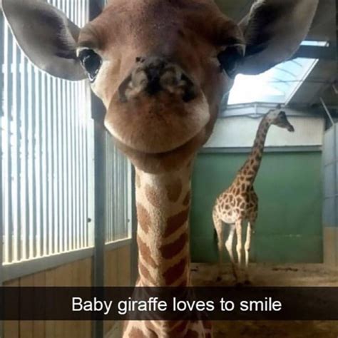 Baby Giraffe Loves To Smils Meme By Gagbee Memedroid