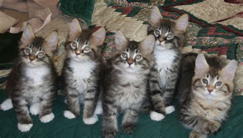 Maine coon pictures maine coon cat breed profile: 51 Very Beautiful Main Coon Kitten Pictures And Photos