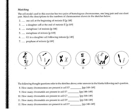 Meiosis Matching Worksheet 16 Best Of Meiosis Practice — Db