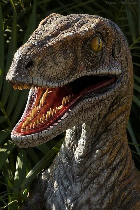 Jurassic Park Velociraptor Dinosaur Images Dinosaur History Dinosaur
