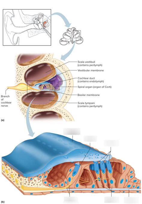 Organ Of Corti Diagram Diagram Quizlet