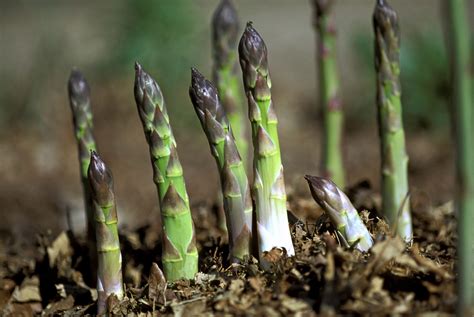 How To Plant Asparagus In Raised Bed Learn How To Make An Asparagus