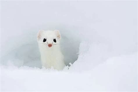 Stoat Mustela Erminea Looking Out Of Hole In Snow Photos Prints