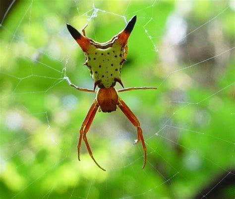 There are about 100 species of orb spiders in australia. Pin en Stephanie Popova