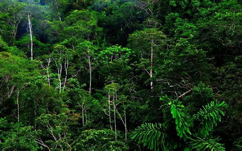 Hd Wallpaper Nature Landscape Forest Rainforest Jungle Green