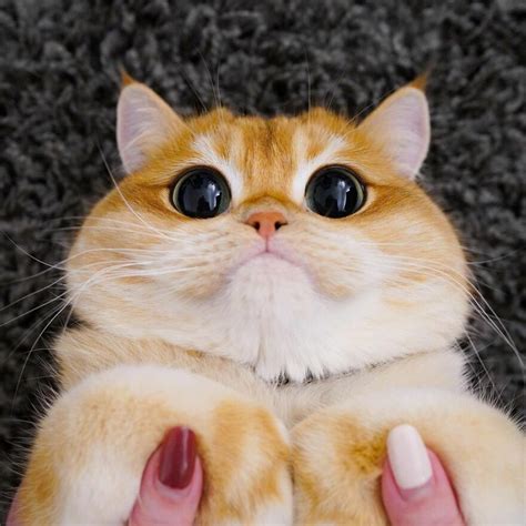 This Adorable Cat Looks Exactly Like Shreks Puss In Boots And The