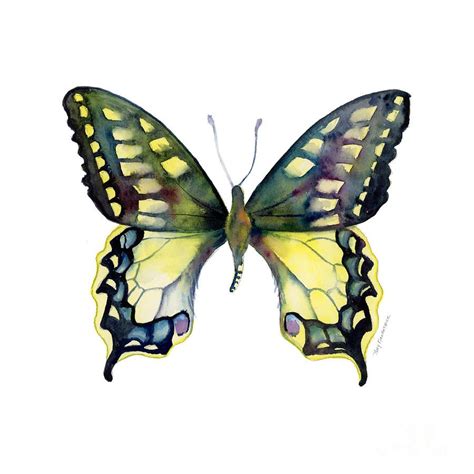 20 Old World Swallowtail Butterfly By Amy Kirkpatrick Butterfly Art