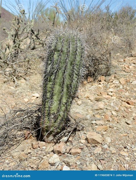 View Of A Young Saguaro Cactus In The Southern Arizona Sonoran Desert