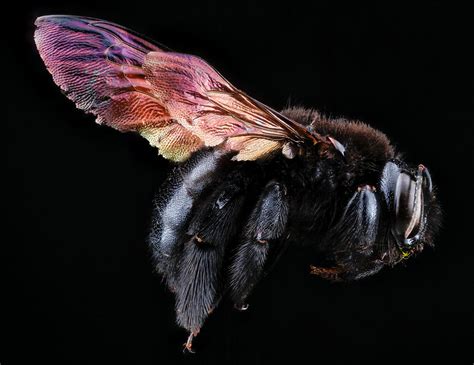 Beautiful Intimate Portraits Of Bees Central Coast Amateur Beekeepers