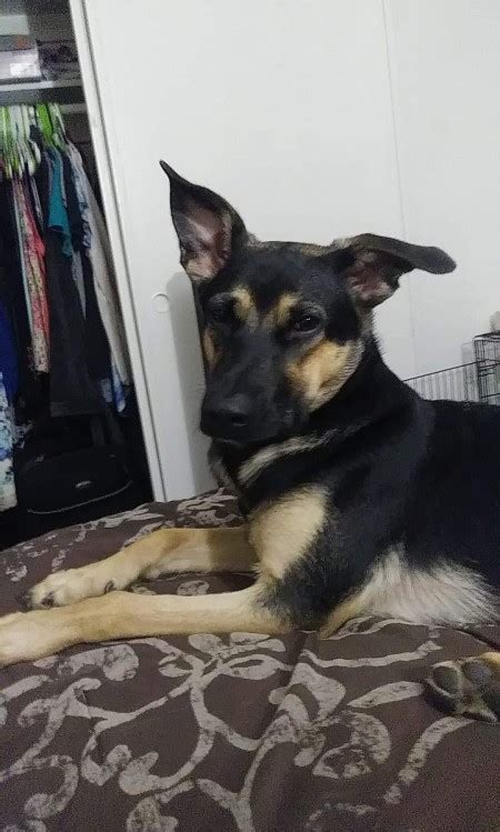 What Breed Is My German Shepherd Mixed With Thriftyfun