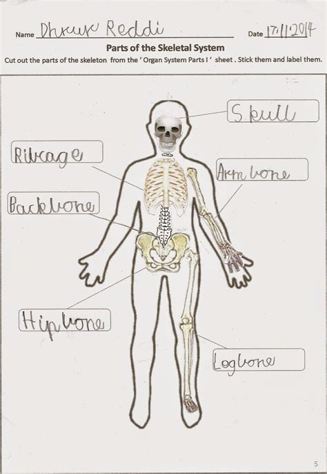 The Human Body Systems Worksheet