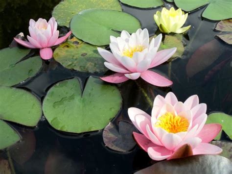 7 Best Plants For Koi Ponds Garden Lovers Club