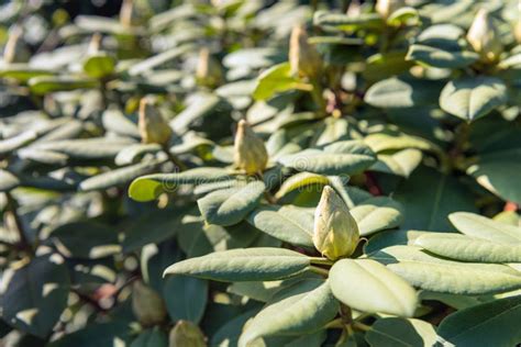 Many Rhododendron Buds From Close Stock Photo Image Of Bright Detail
