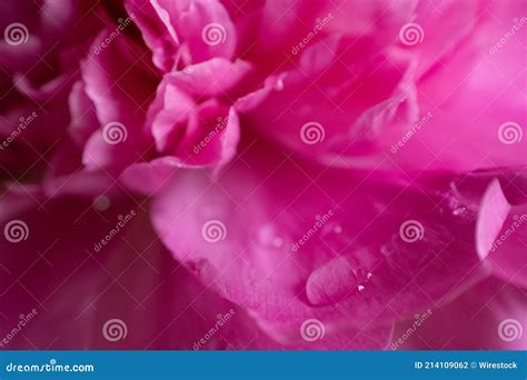 Closeup Shot Of A Pink Flower With Dewdrops Cool As Background Or