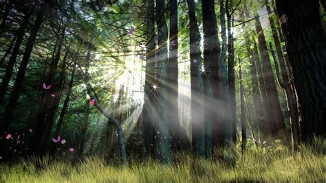 Sunrise In The Enchanted Forest Stock Footage Video 11713301 Shutterstock