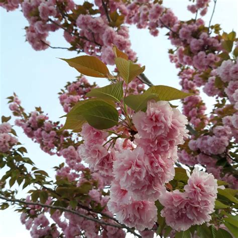Prunus Serrulata Kwanzan Kwanzan Flowering Cherry Western Star Nursery