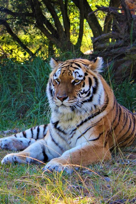 Siberian Tiger Jukani Wildlife Sanctuary Plettenberg Bay South Africa